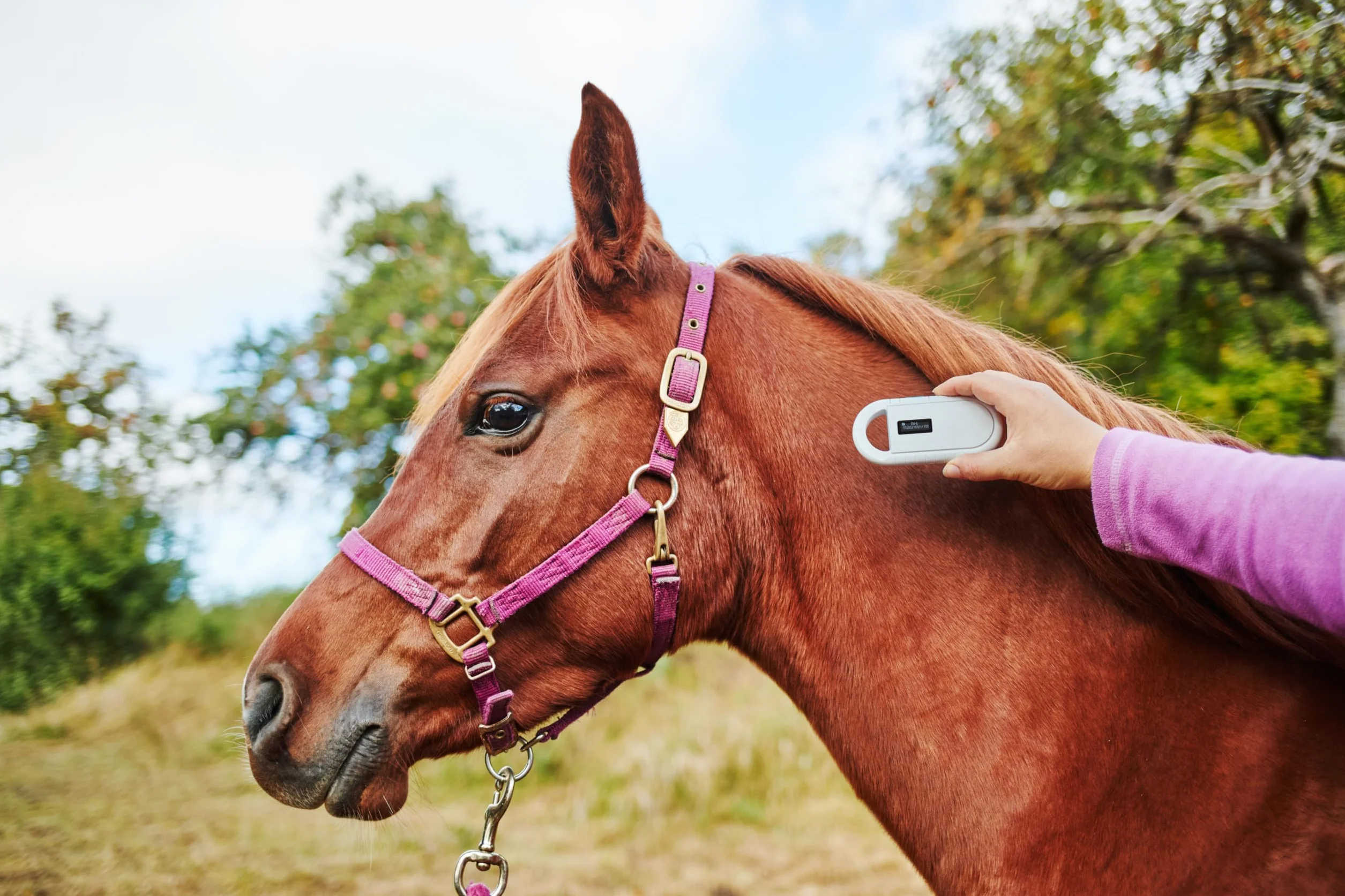 Lettore chip animale per animali RFID chip microchip animali ISO transponder per identificazione degli animali