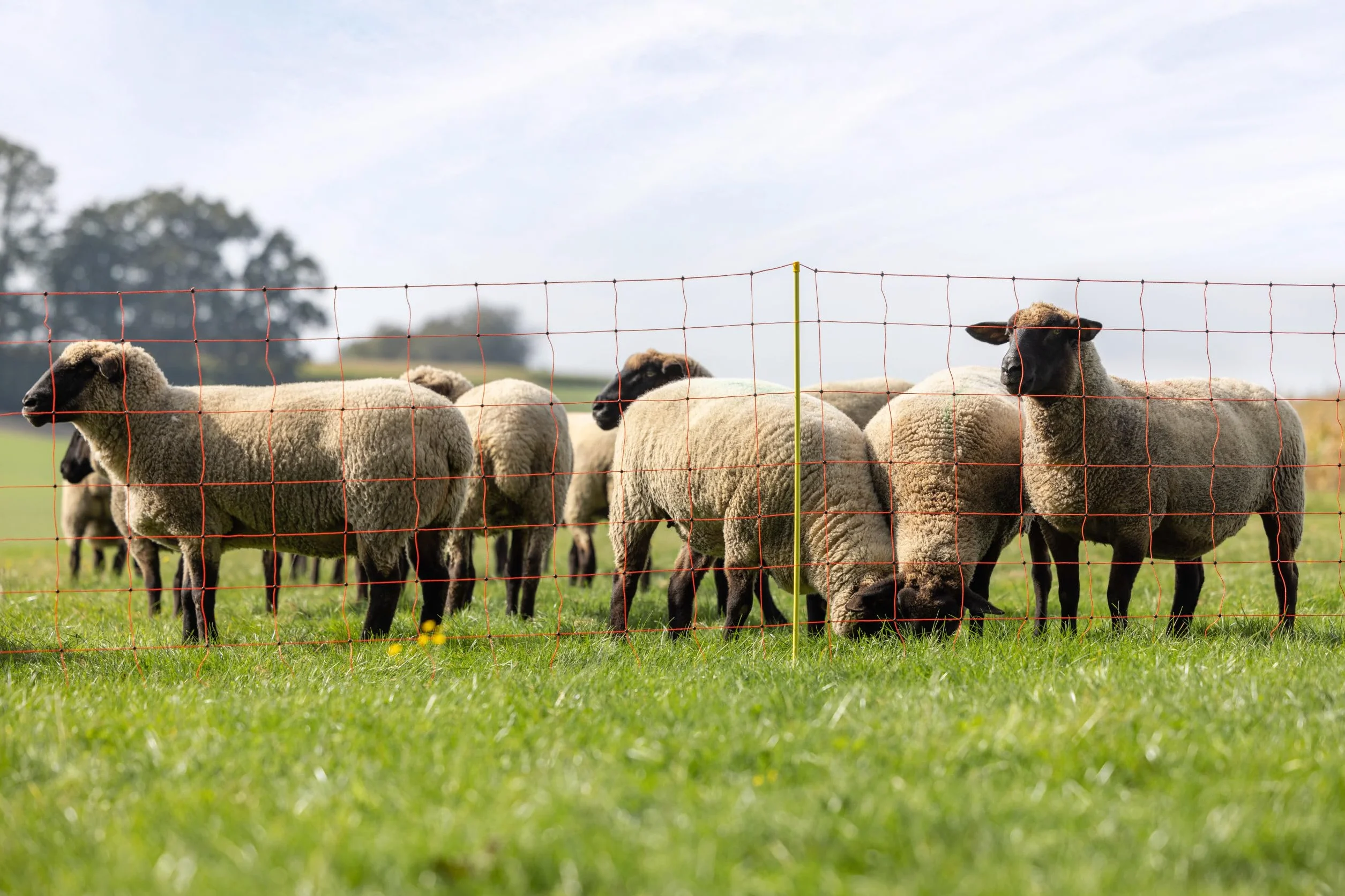 Kerbl Hobbyfarming Rete per Ovini ClassicNet, Recinzione Mobile per pascolo, Rete da pascolo, Punta Singola, Arancione, 50m x 90cm, 13 Pali, 3 Anni di Garanzia sulla stabilità ai Raggi UV