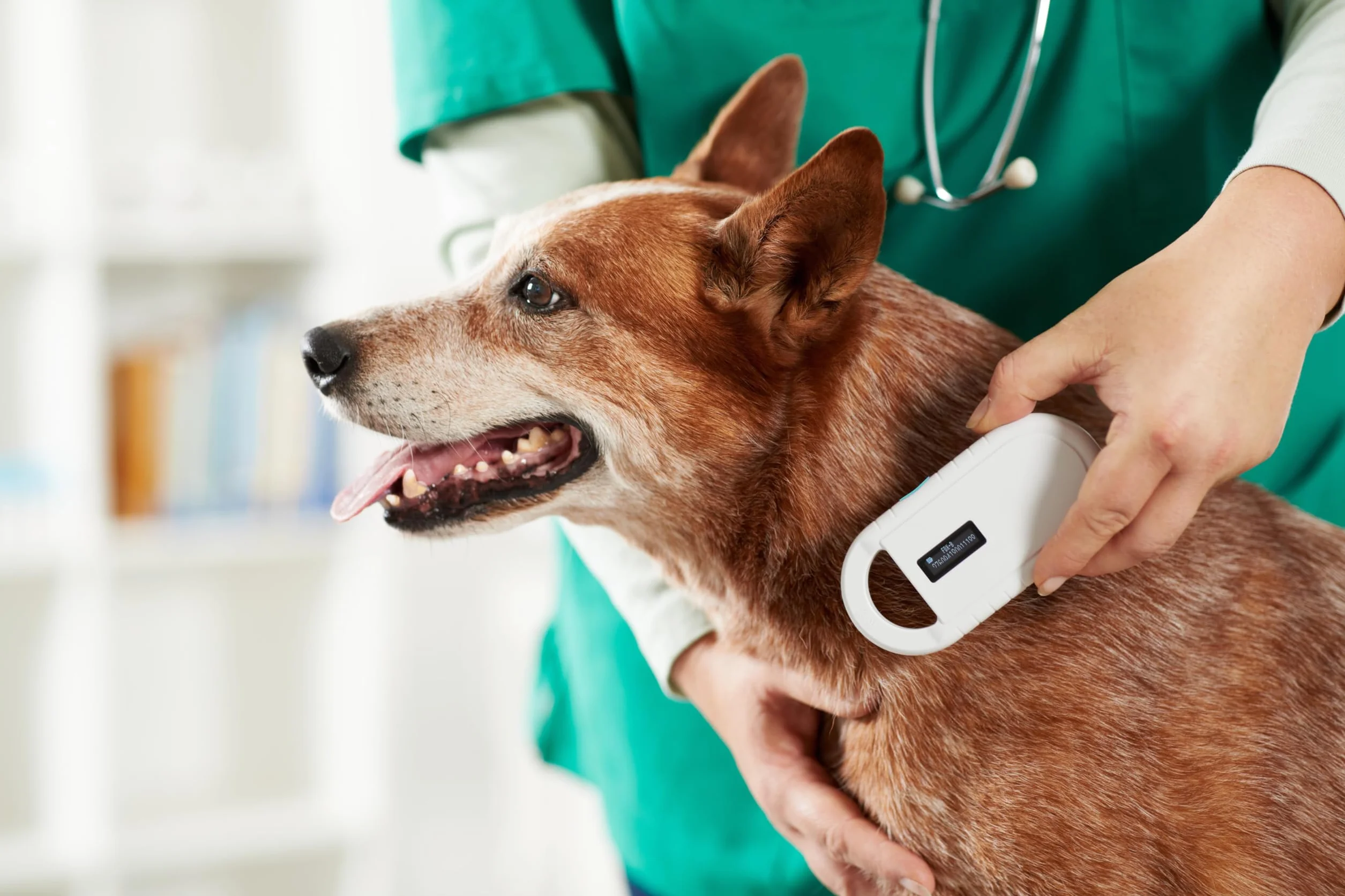 Lettore chip animale per animali RFID chip microchip animali ISO transponder per identificazione degli animali