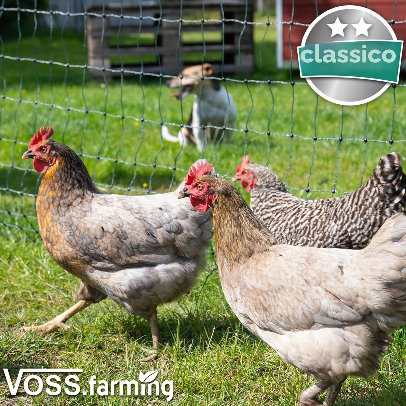 VOSS.farming Rete pollame Classic per recinzioni elettrificabili, 112 cm di Altezza e 25 m di Lunghezza, a Punta Doppia, Dotata di 9 Pali, Colore Verde