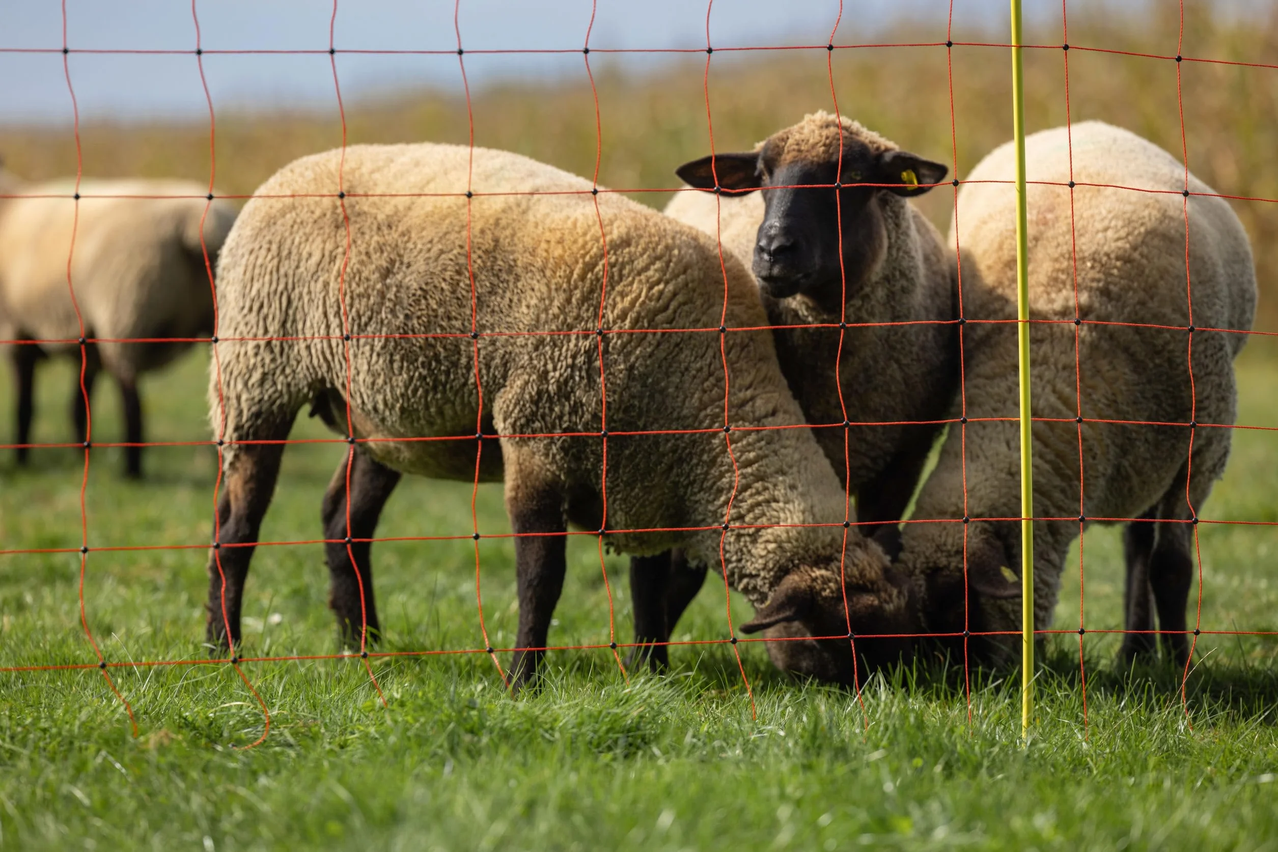Kerbl Hobbyfarming Rete per Ovini ClassicNet, Recinzione Mobile per pascolo, Rete da pascolo, Punta Singola, Arancione, 50m x 90cm, 13 Pali, 3 Anni di Garanzia sulla stabilità ai Raggi UV